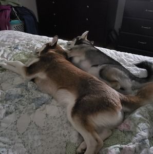 Meet your Posher, Donald